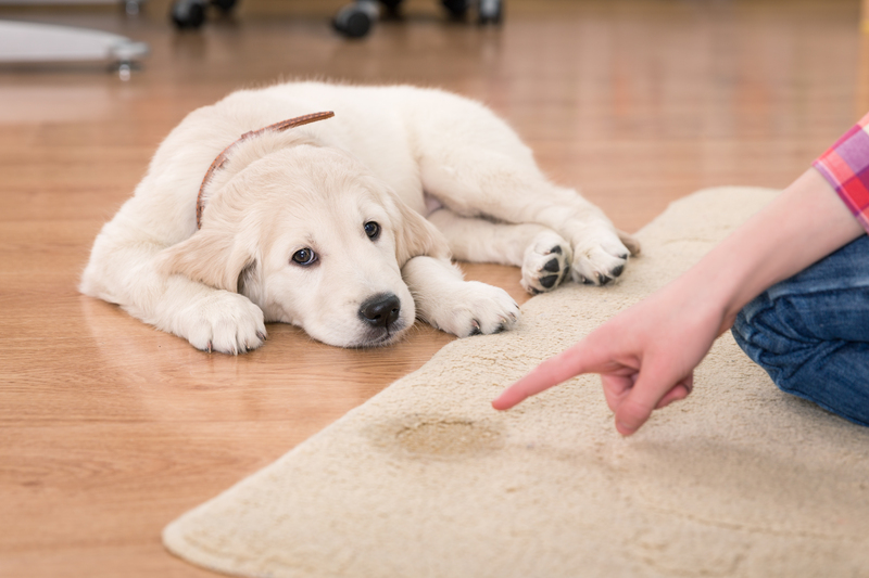 cleaning services clean